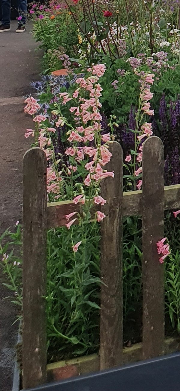 Penstemon 'Hidcote Pink' Penstemon 'Hidcote Pink'