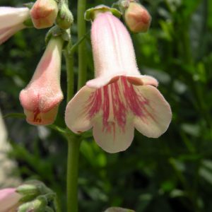 Penstemon 'Hidcote Pink'