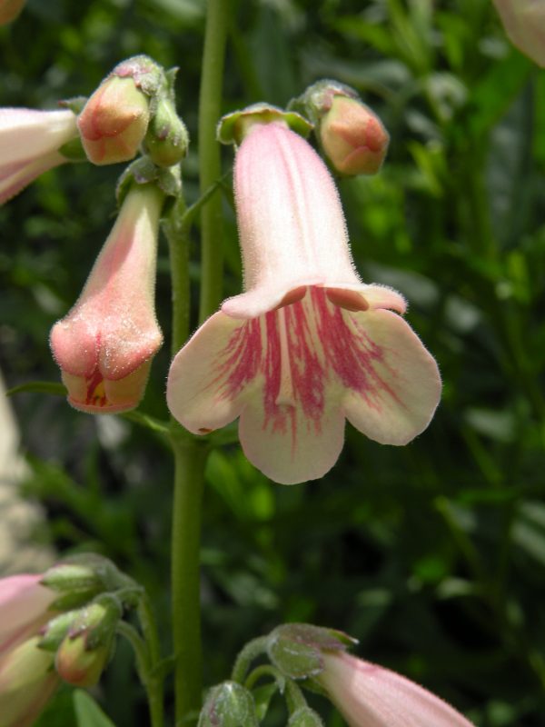 Penstemon 'Hidcote Pink' Penstemon 'Hidcote Pink'