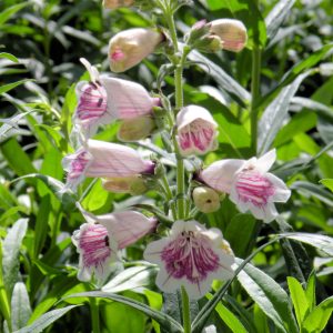 Penstemon 'Mother of Pearl'