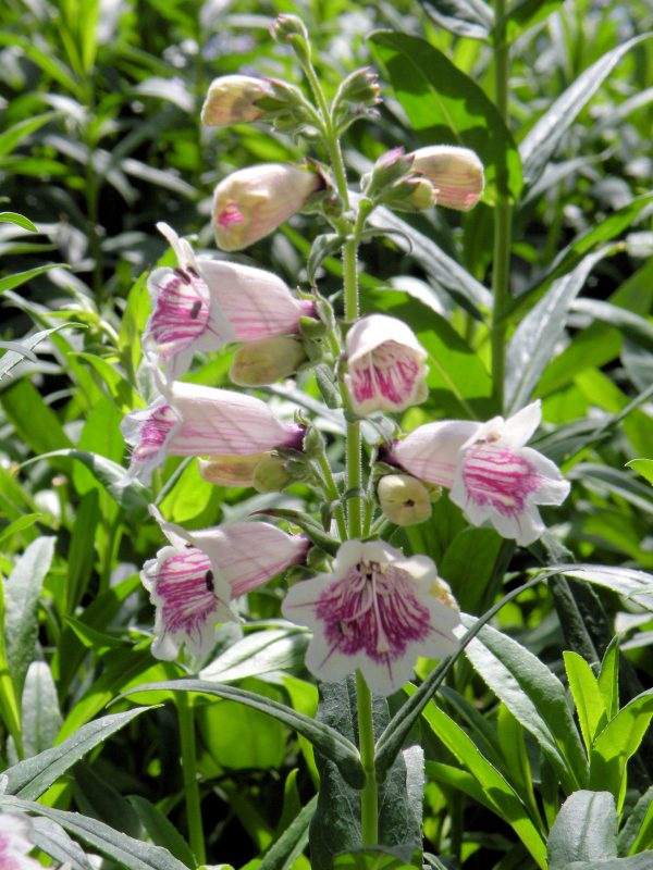Penstemon 'Mother of Pearl' Penstemon 'Mother of Pearl'