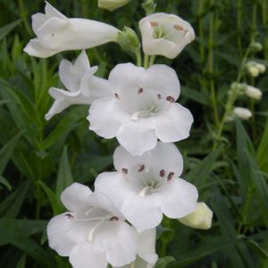 Penstemon 'Snowstorm'