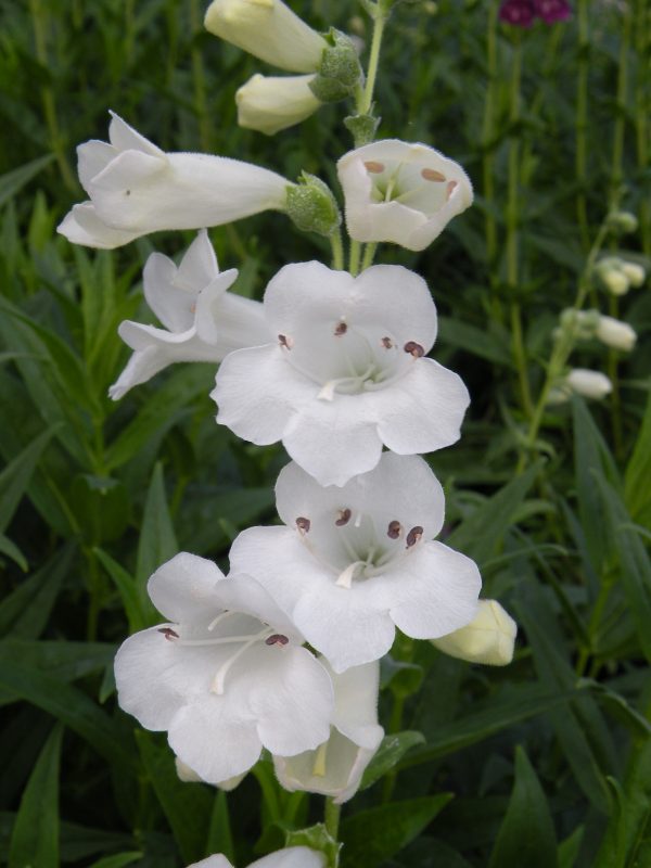 Penstemon 'Snowstorm' Penstemon 'Snowstorm'