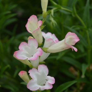 Penstemon 'Thorn'