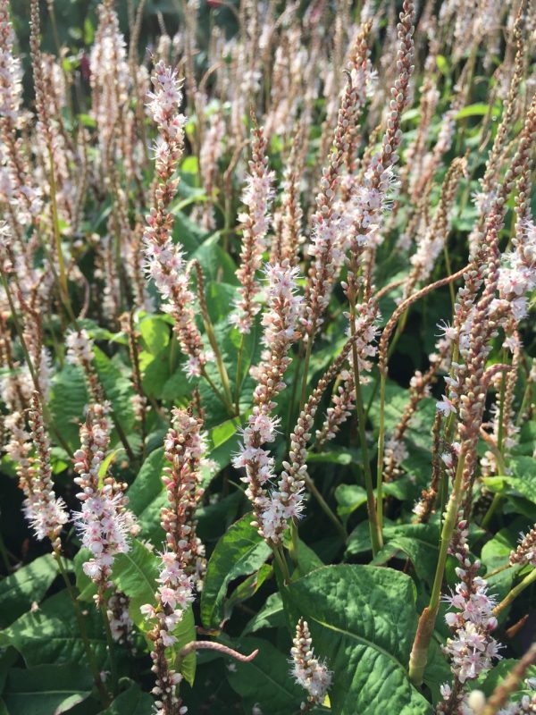 Persicaria 'Alba Junior'