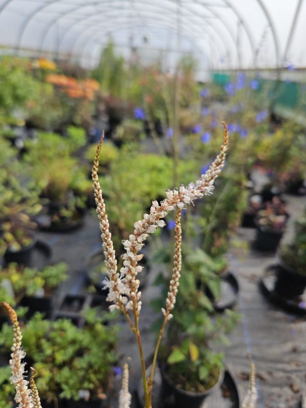 Persicaria 'Alba Junior' Persicaria 'Alba Junior'