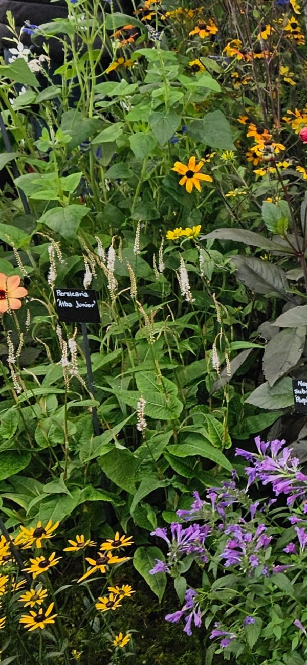 Persicaria 'Alba Junior'2 Persicaria 'Alba Junior'