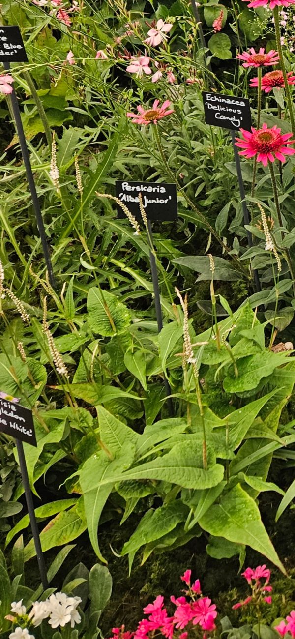 Persicaria 'Alba Junior'3 Persicaria 'Alba Junior'