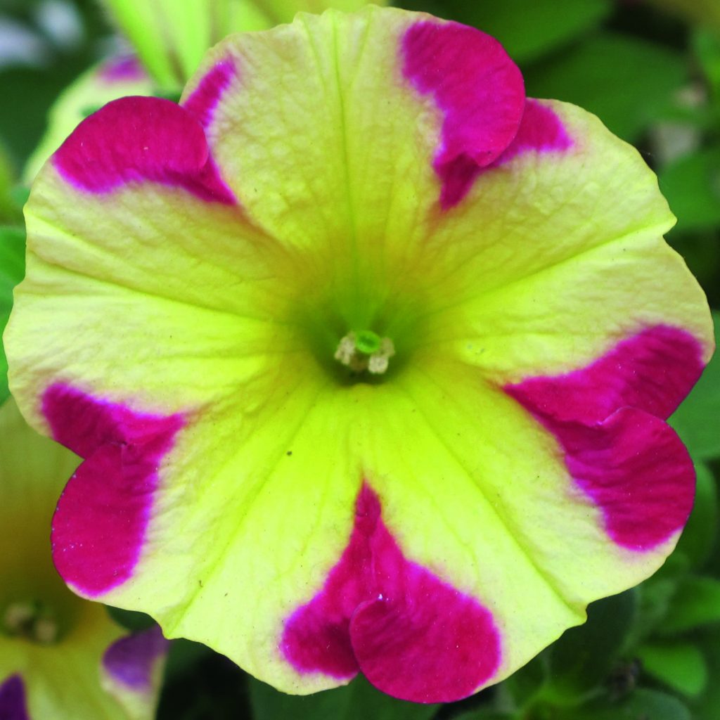 Petunia x atkinsiana Amore 'Queen of Hearts' | Proctors Nursery