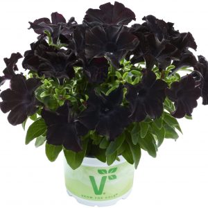 Petunia x atkinsiana 'Back to Black'