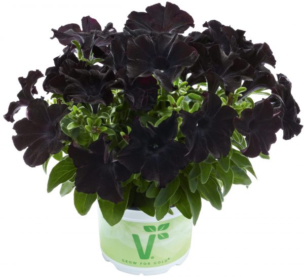Petunia x atkinsiana 'Back to Black'