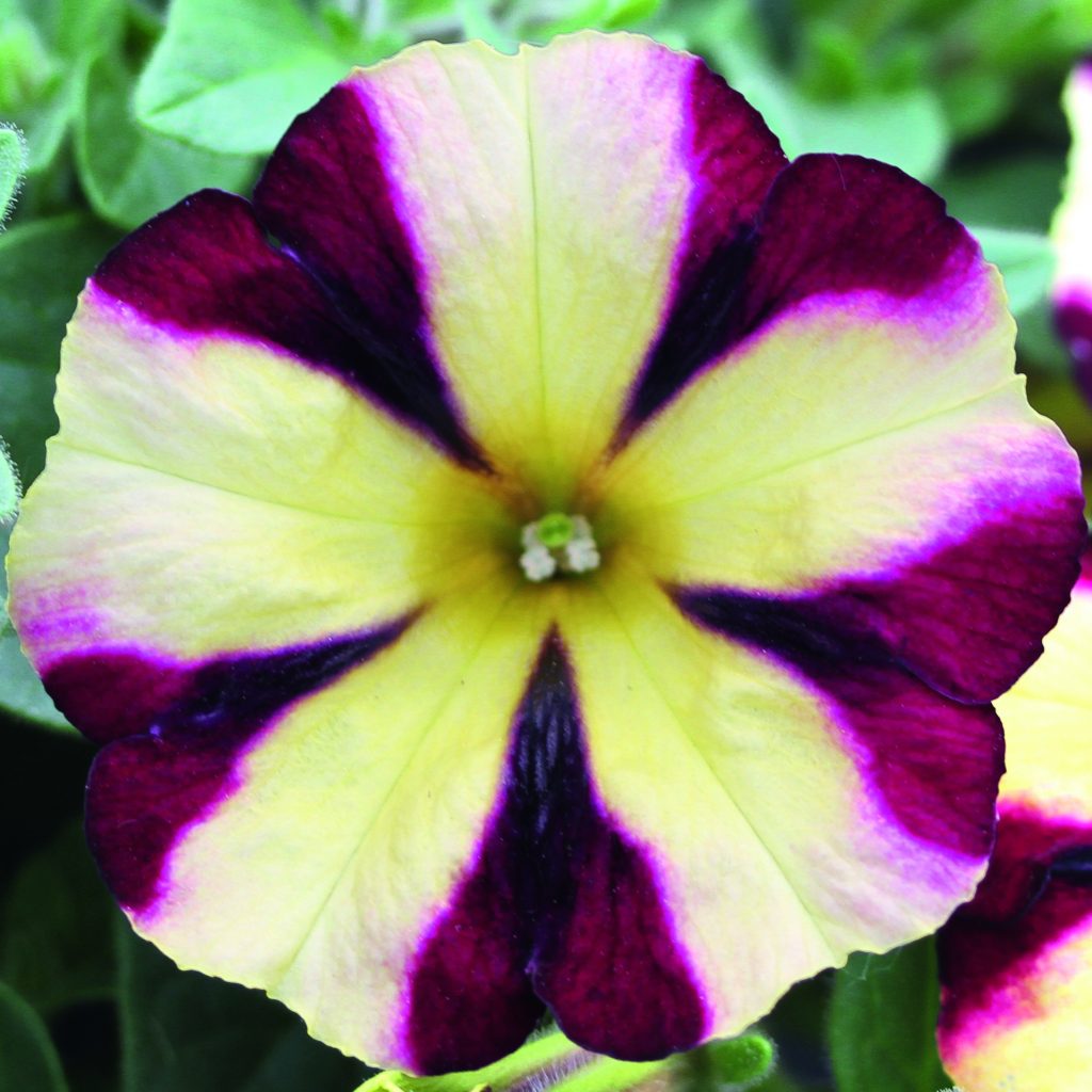 petunia-x-atkinsiana-fortado-burgundy-vanilla-proctors-nursery