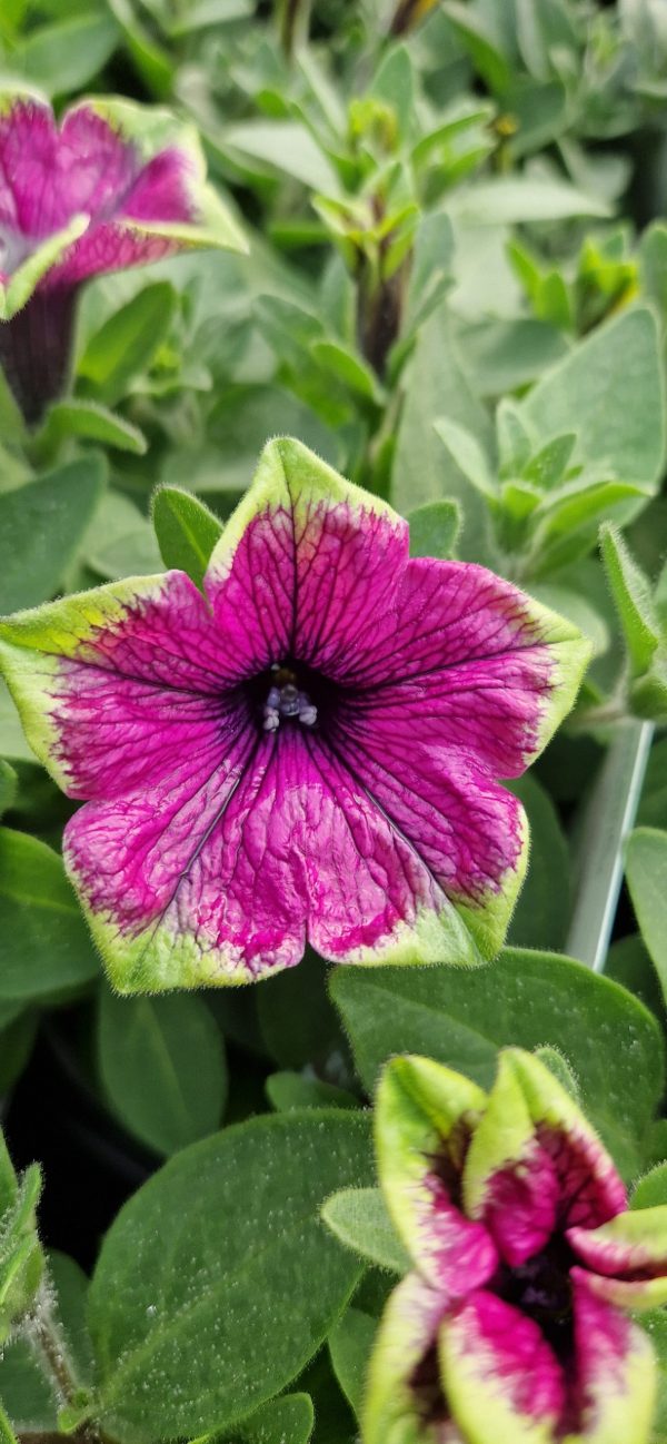 Petunia x atkinsiana Fortado 'Special Purple Green Edge'
