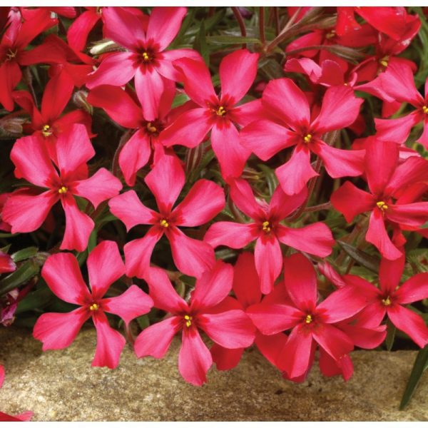 Phlox subulata 'Scarlet Flame'
