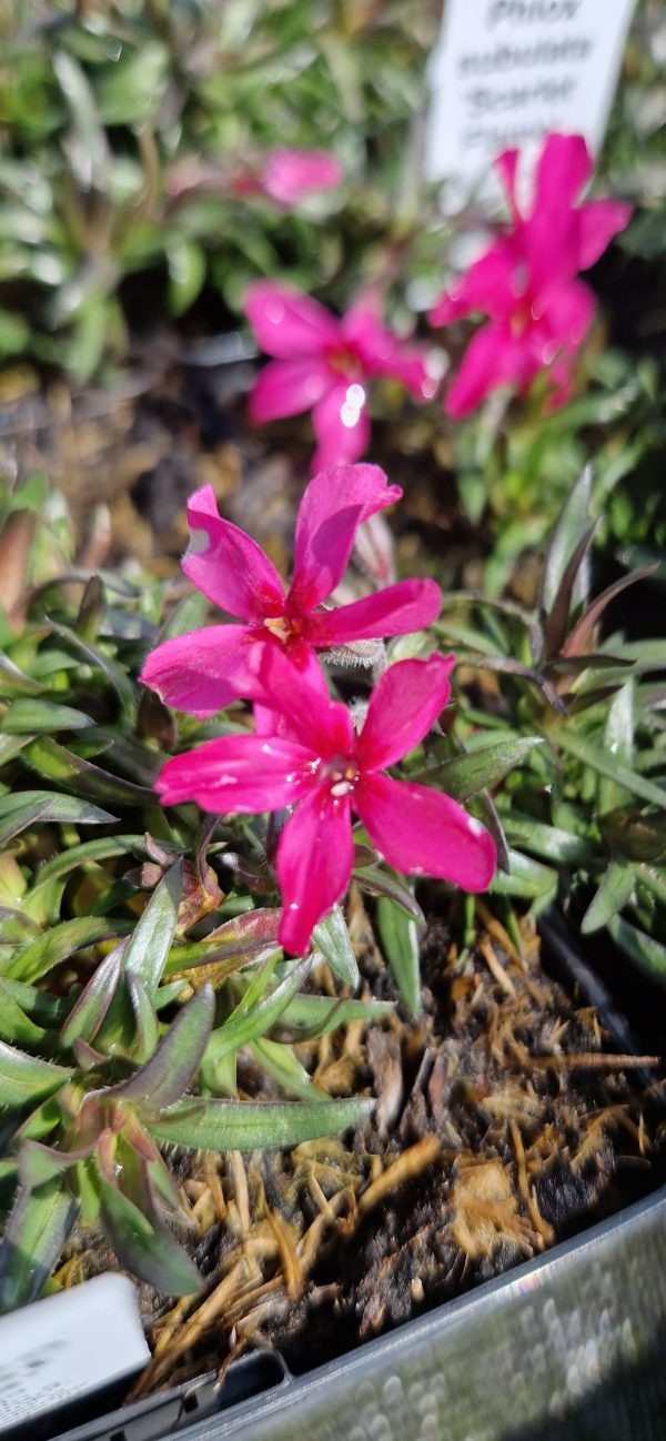 Phlox subulata 'Scarlet Flame' Phlox subulata 'Scarlet Flame'