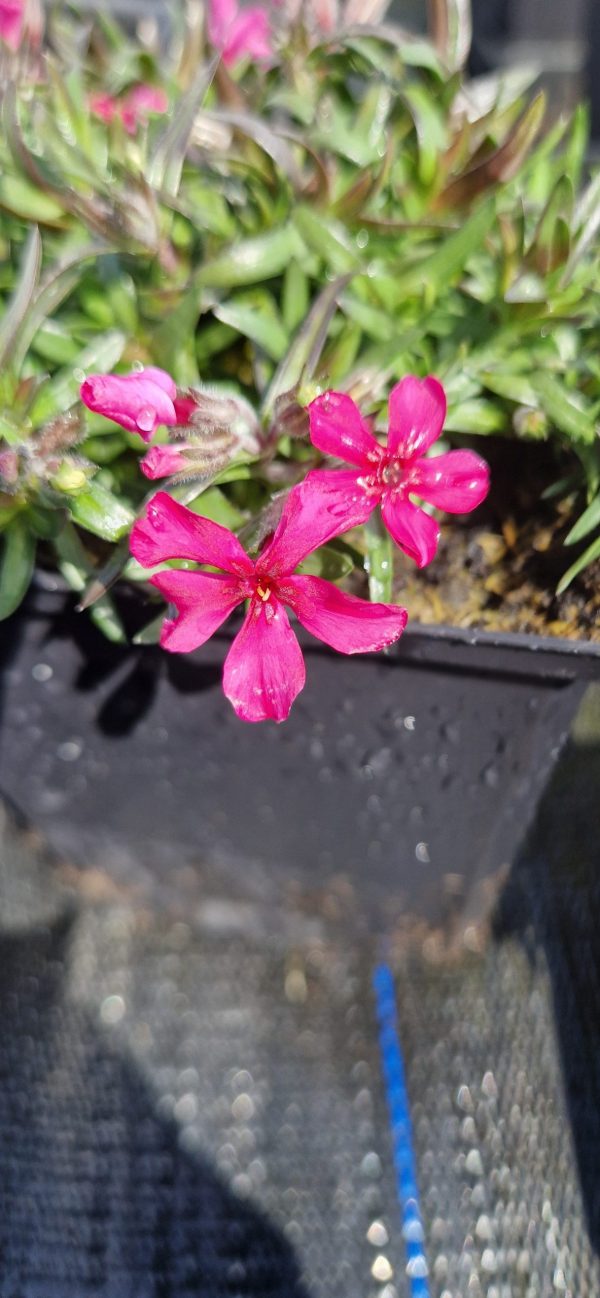 Phlox subulata 'Scarlet Flame'2 Phlox subulata 'Scarlet Flame'
