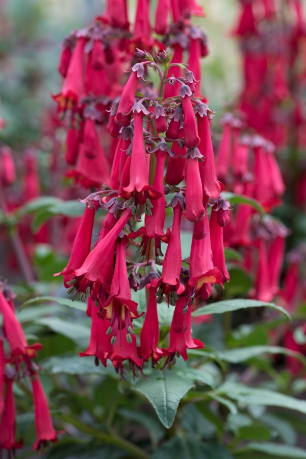 Phygelius Colorburst 'Deep Red'