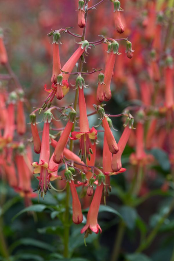 Phygelius Colorburst 'Orange'