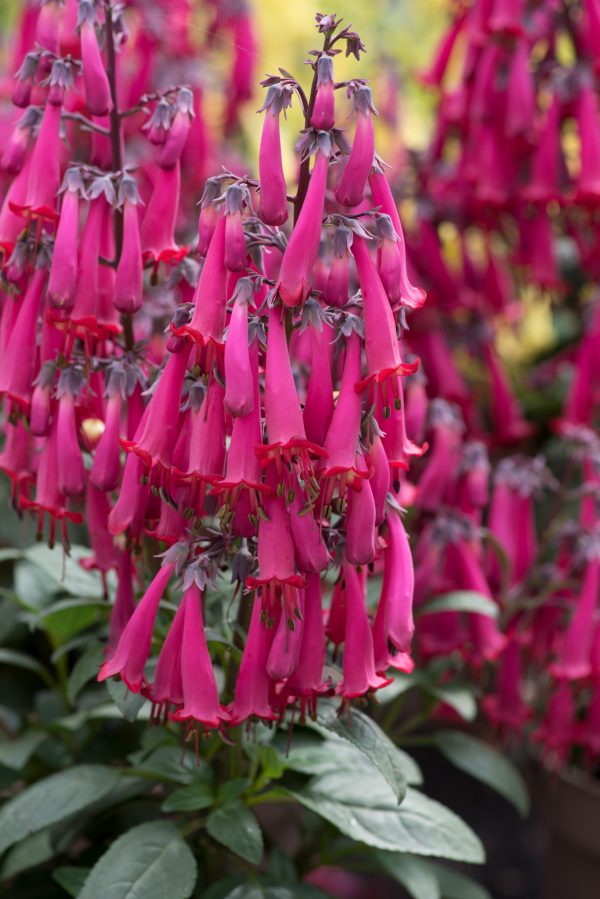 Phygelius Colorburst 'Rose'