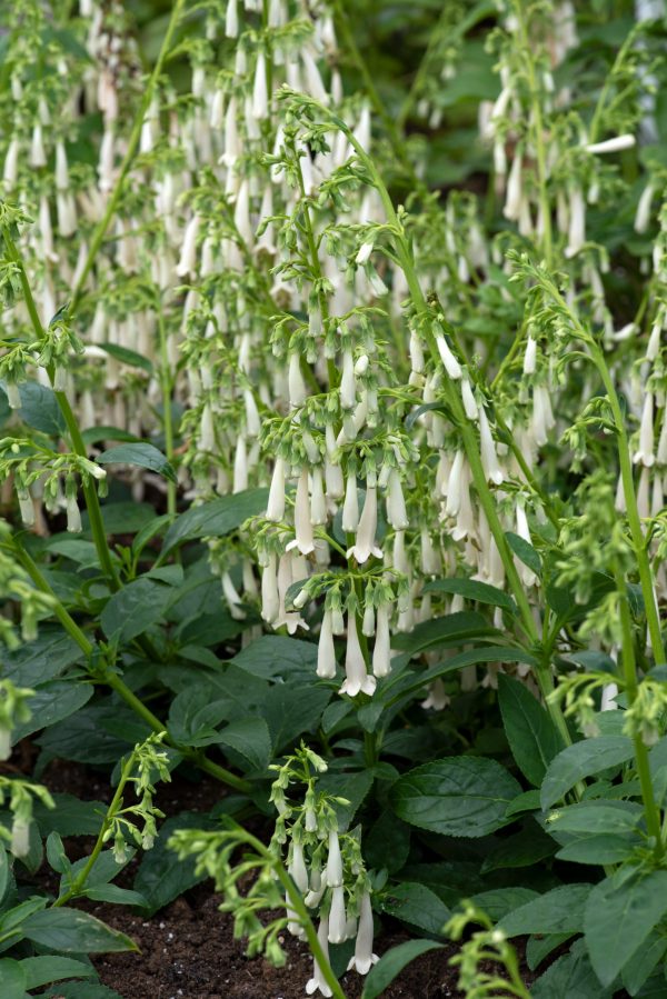 Phygelius Colorburst 'White'