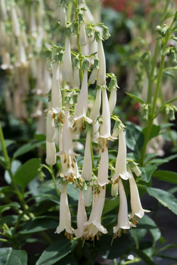 Phygelius Colorburst 'White' 2