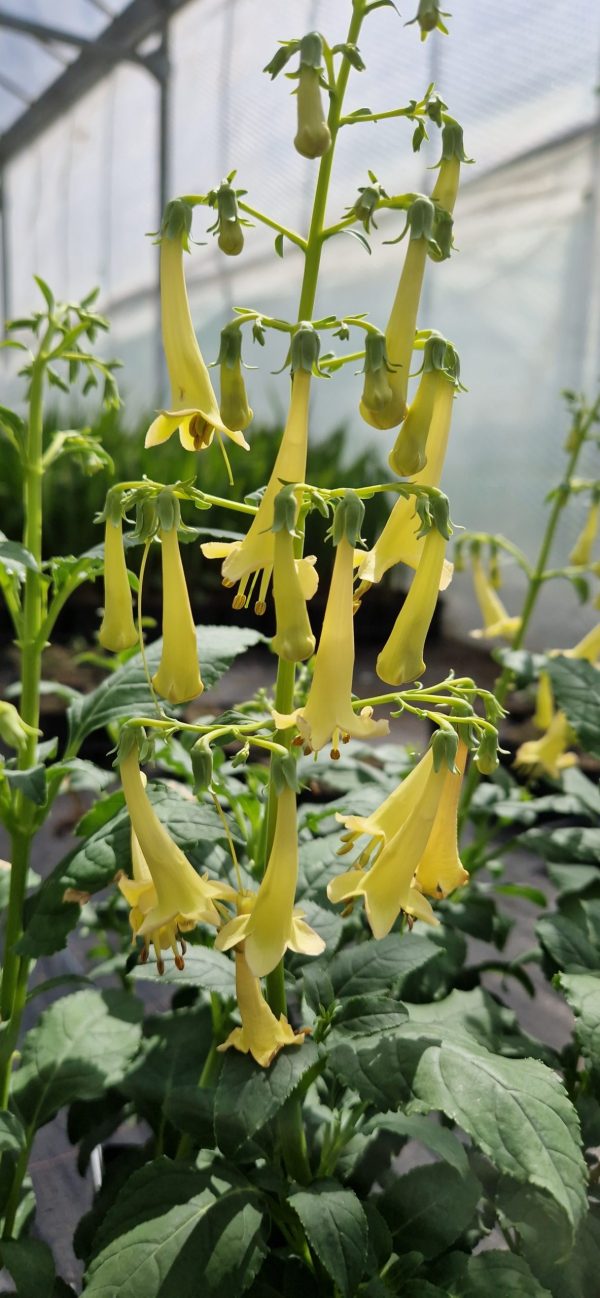Phygelius Colorburst 'Yellow'