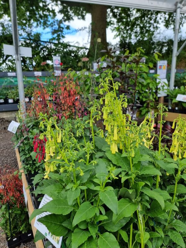Phygelius Colorburst 'Yellow'