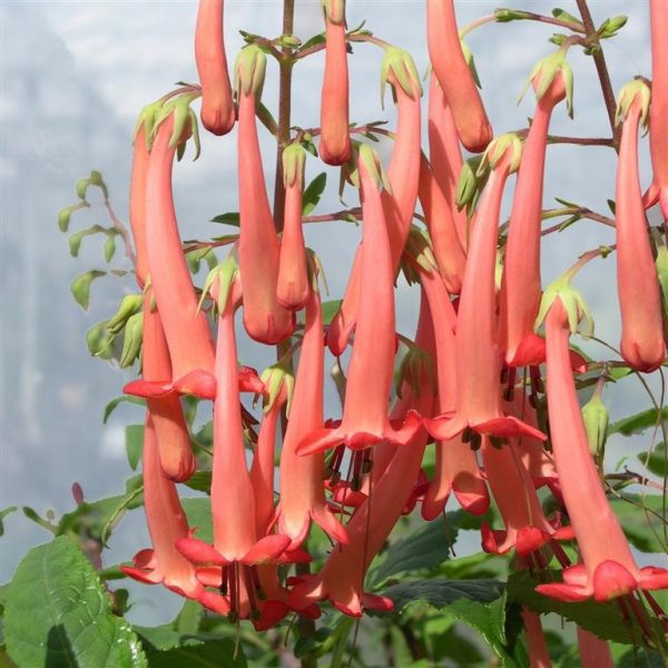 Phygelius x rectus' Funfare Orange' (Funfair Series)