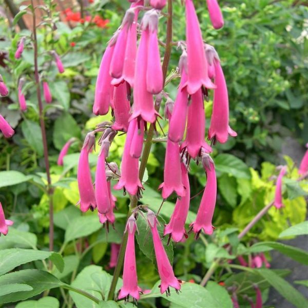 Phygelius x rectus 'Funfare Wine' (Funfair Series)