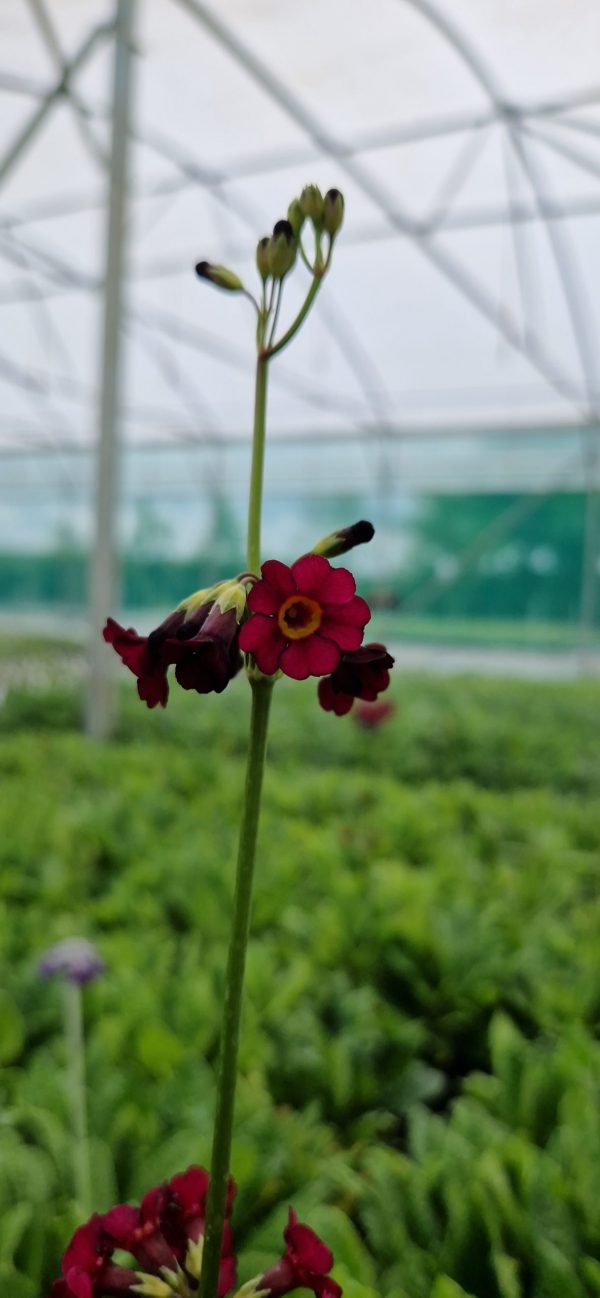 Primula wilsonii var. anisodora