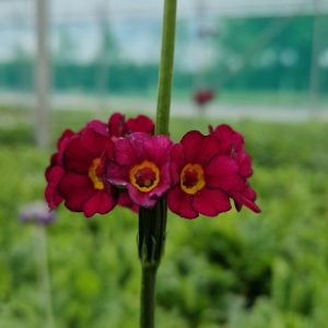 Primula wilsonii var. anisodora