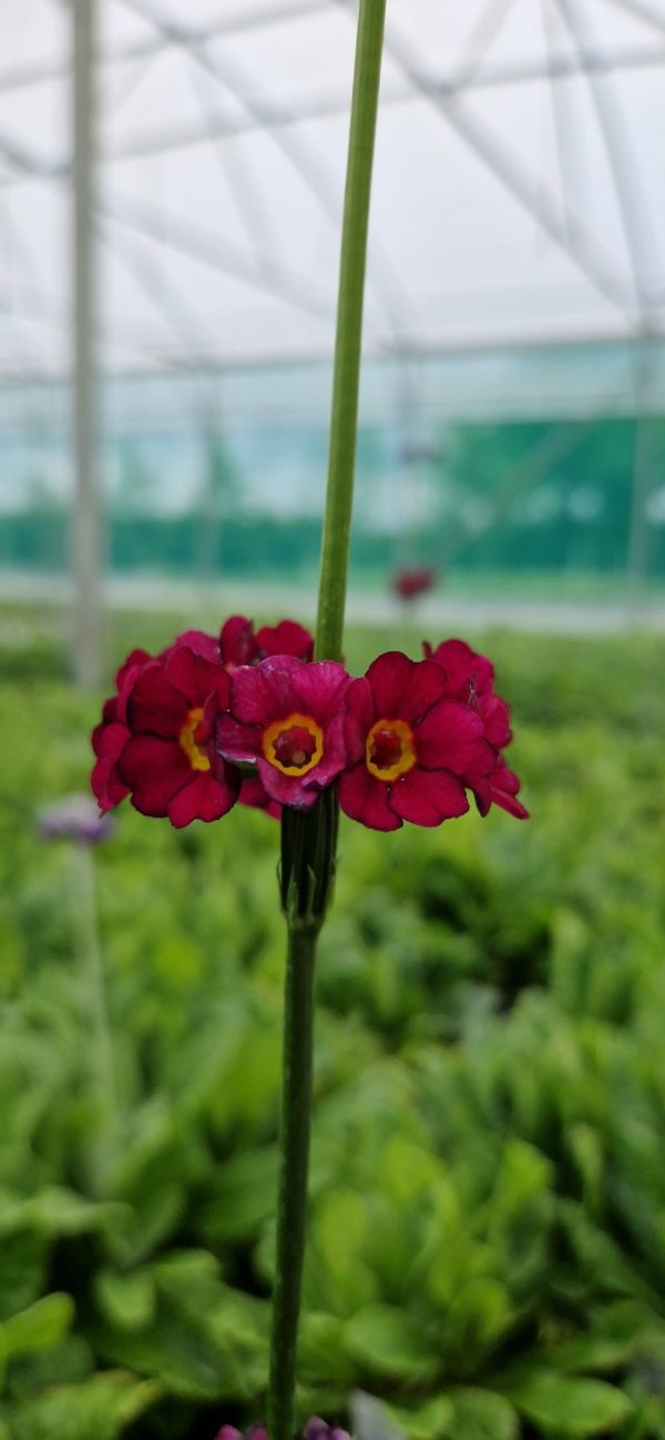 Primula wilsonii var. anisodora