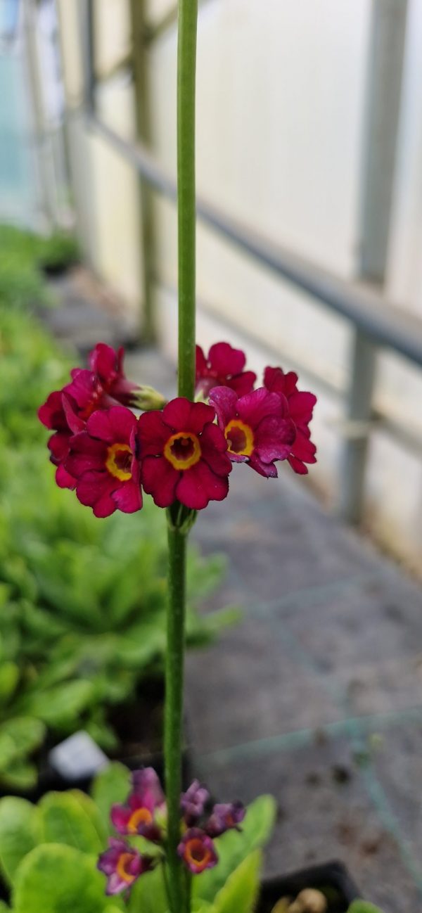 Primula wilsonii var. anisodora