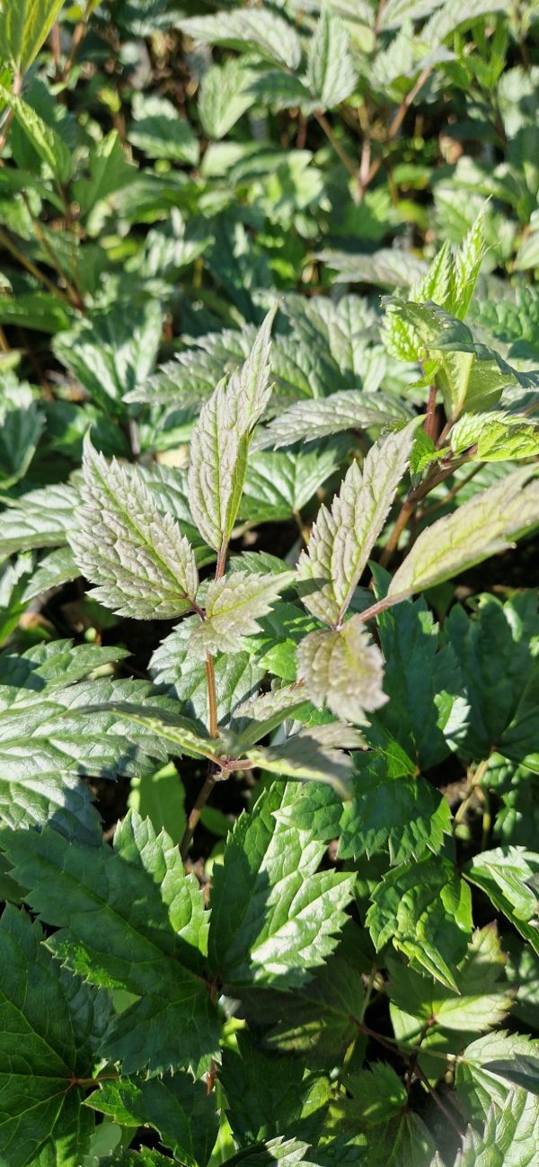 Actaea 'Queen of Sheeba'