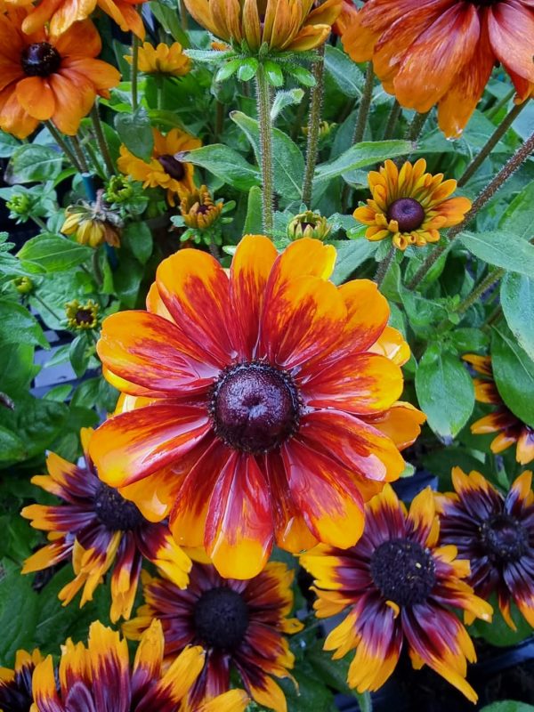 Rudbeckia 'Rudy Mini Brown Orange' Rudbeckia 'Rudy Mini Brown Orange'