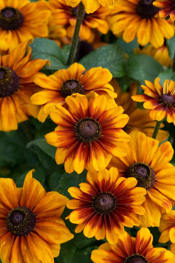 Rudbeckia 'Rudy Mini Brown Orange'
