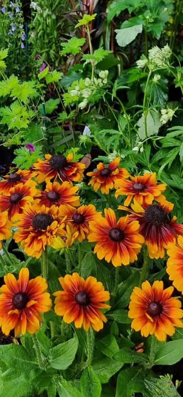 Rudbeckia 'Rudy Mini Brown Orange'2 Rudbeckia 'Rudy Mini Brown Orange'