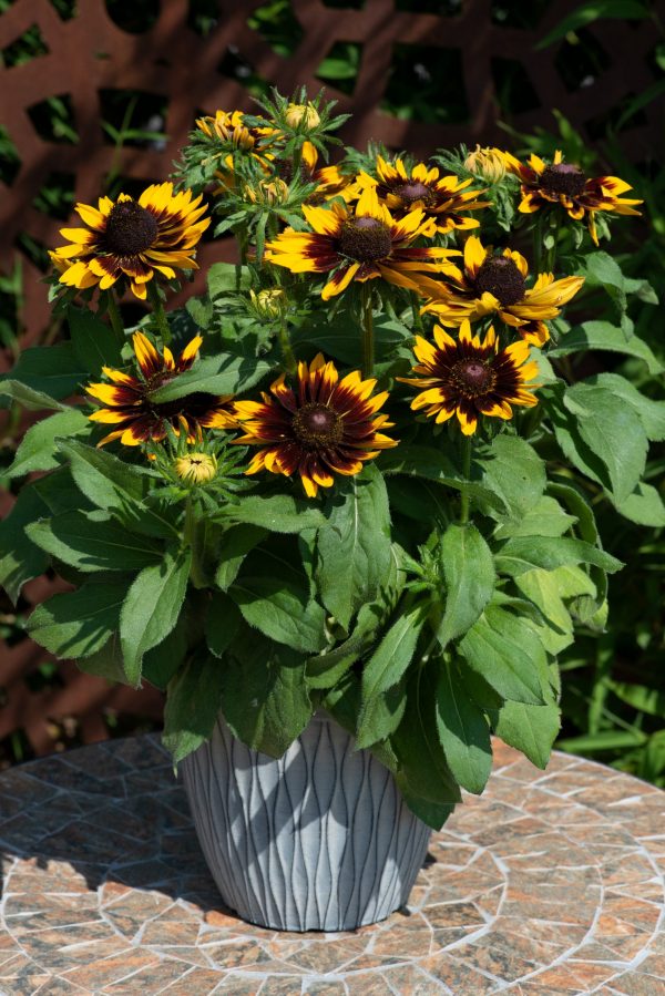 Rudbeckia 'Rudy Mini Yellow Black'2