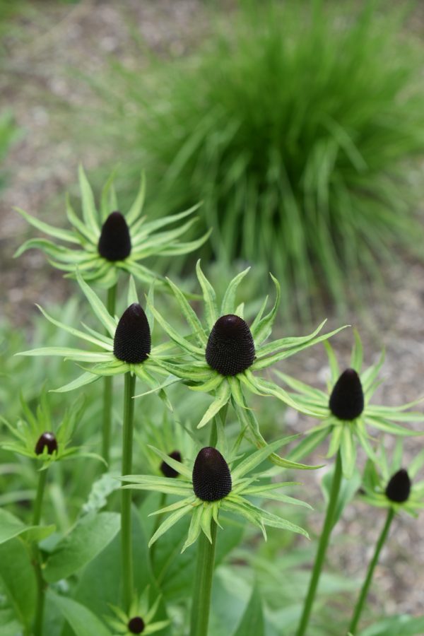Rudbeckia occidentalis 'Green Wizard'