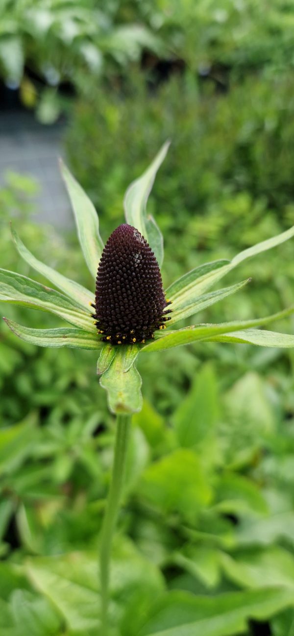 Rudbeckia occidentalis 'Green Wizard'2 Rudbeckia occidentalis 'Green Wizard'