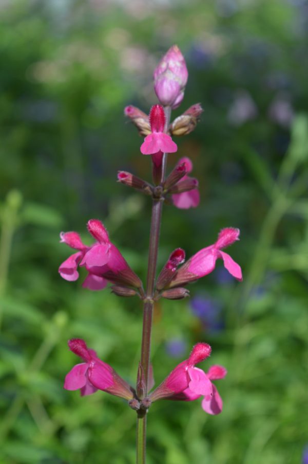 Salvia involucrata 'Mulberry Jam' Salvia involucrata 'Mulberry Jam'