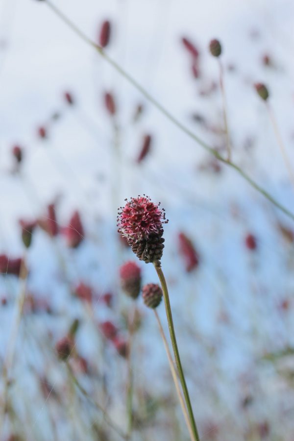 Sanguisorba officinalis 'Crimson queen'