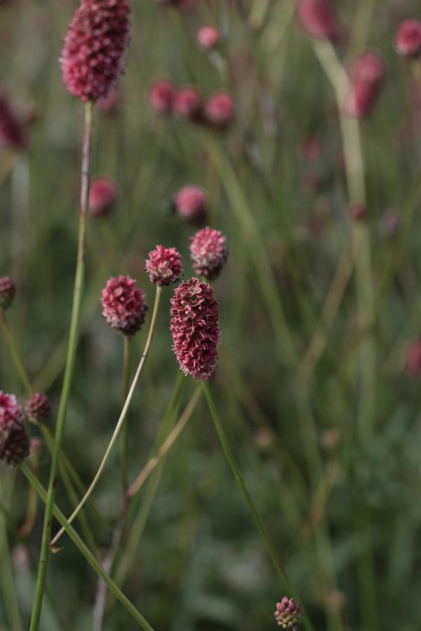 Sanguisorba officinalis 'Crimson queen'3