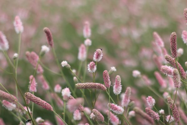 Sanguisorba_officionalis_Pink_Tanna_05