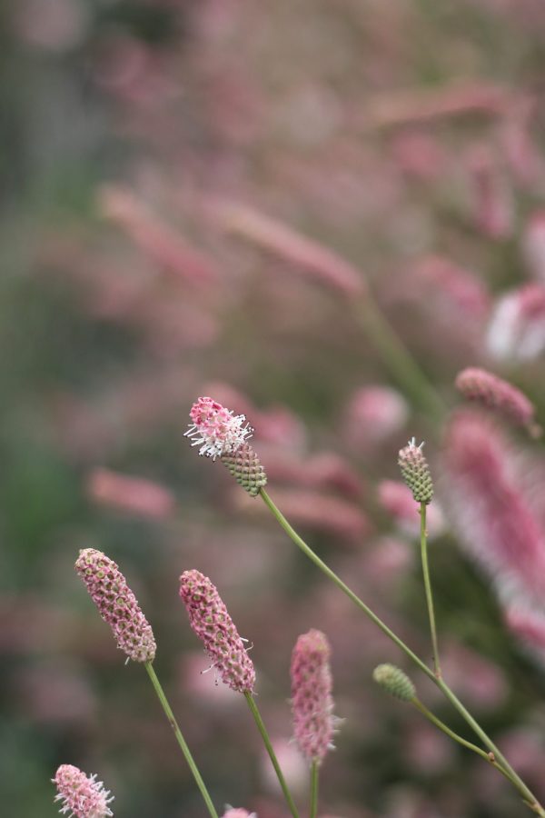 Sanguisorba_officionalis_Pink_Tanna_06