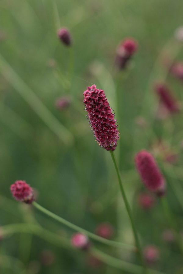 Sanguisorba_officionalis_Red_Thunder_04