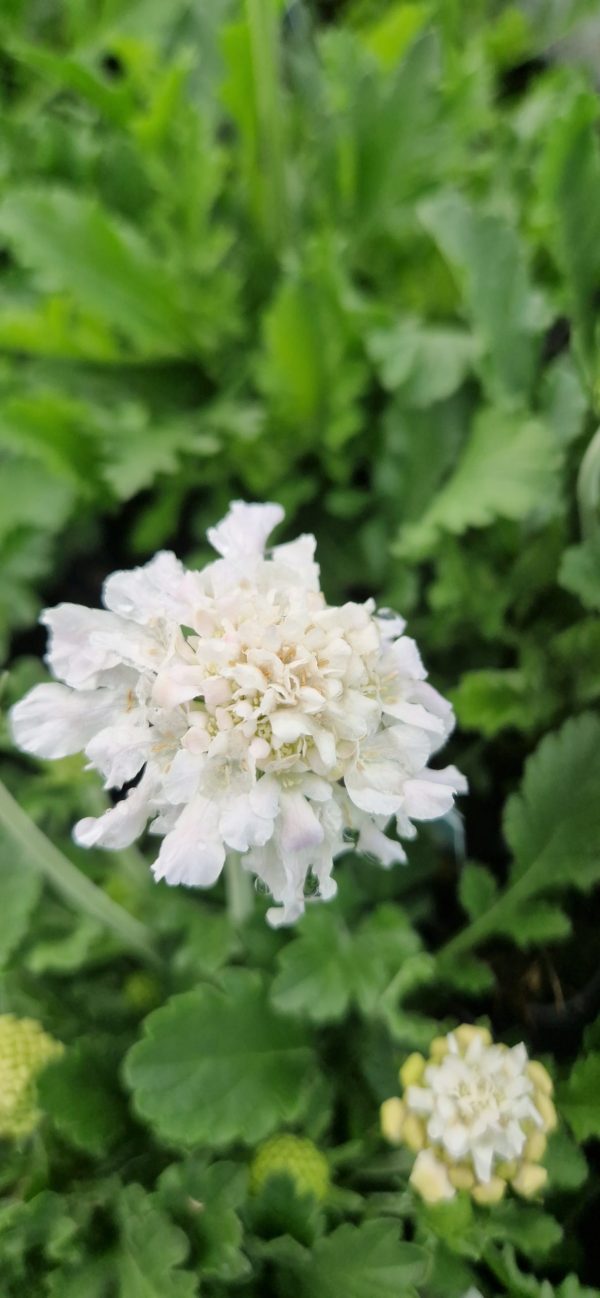 Scabiosa 'Flutter Pure White'2 Scabiosa 'Flutter Pure White'