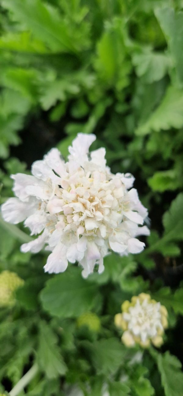 Scabiosa 'Flutter Pure White'3