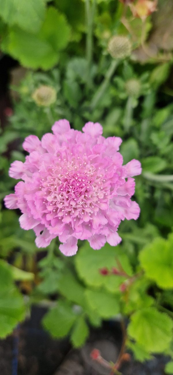 Scabiosa 'Flutter Rose Pink' Scabiosa 'Flutter Rose Pink'