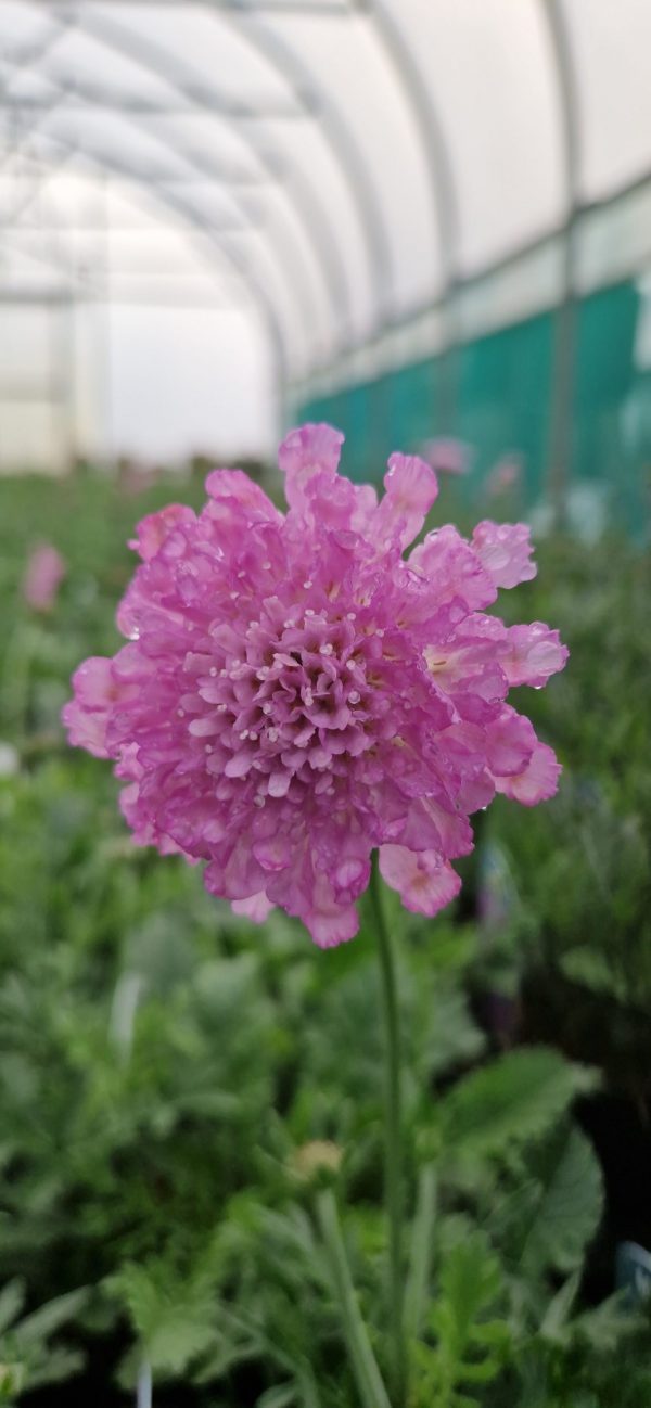 Scabiosa 'Flutter Rose Pink'2 Scabiosa 'Flutter Rose Pink'